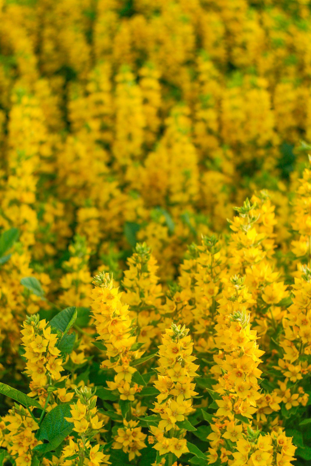 a-field-of-yellow-flowers-with-green-leaves-ayrgzuetcxa