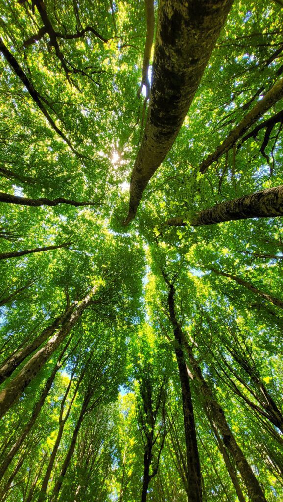 Stunning upward view of a lush green forest canopy with sunlit leaves on a bright summer day.
