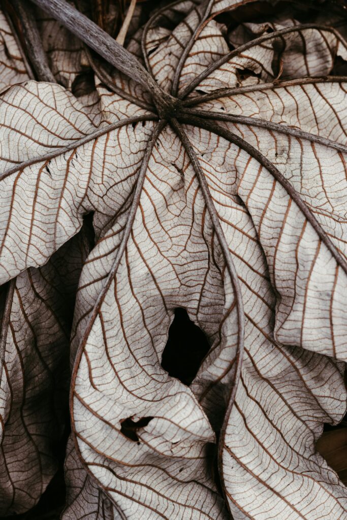 Close-up of a dried leaf showcasing detailed veins, highlighting nature's intricate patterns.